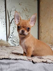 Кукольная девочка чихуахуа КСУ