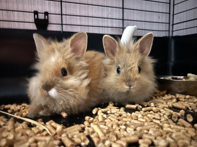 Карликові кролики