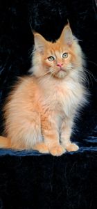 Львенок, мальчик мейн кун