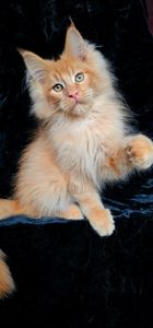 Львенок, мальчик мейн кун