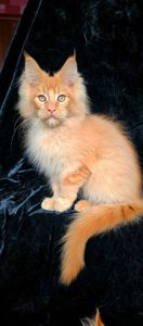 Львенок, мальчик мейн кун