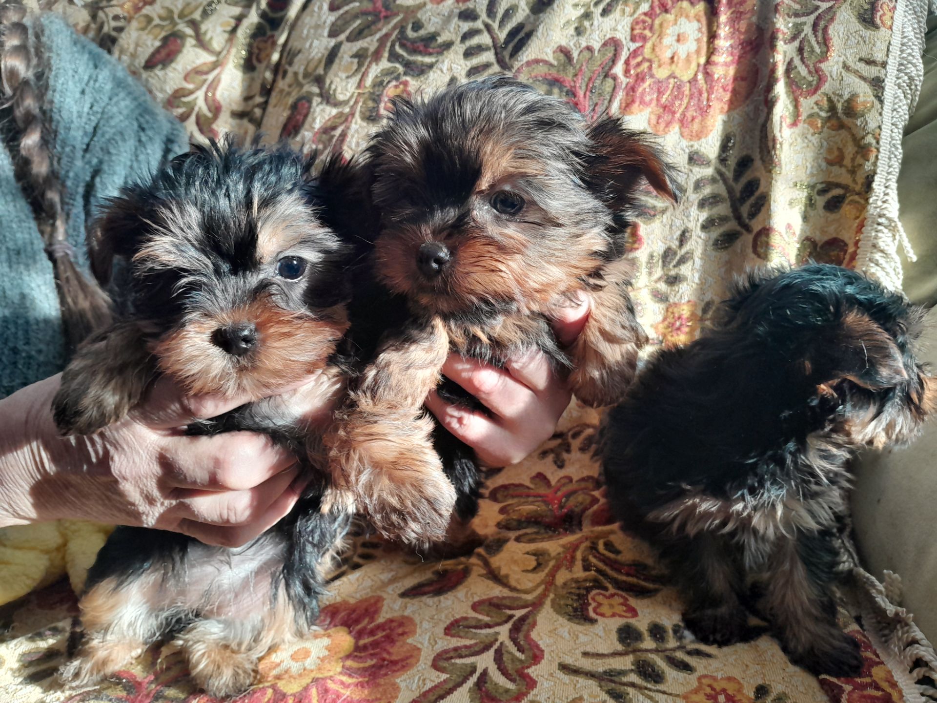 Йорчата девочки