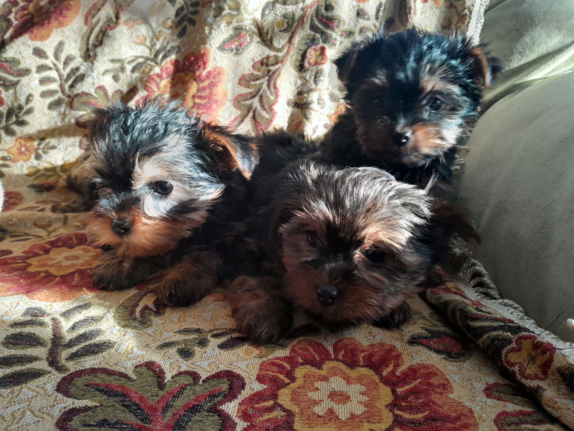 Йорчата девочки