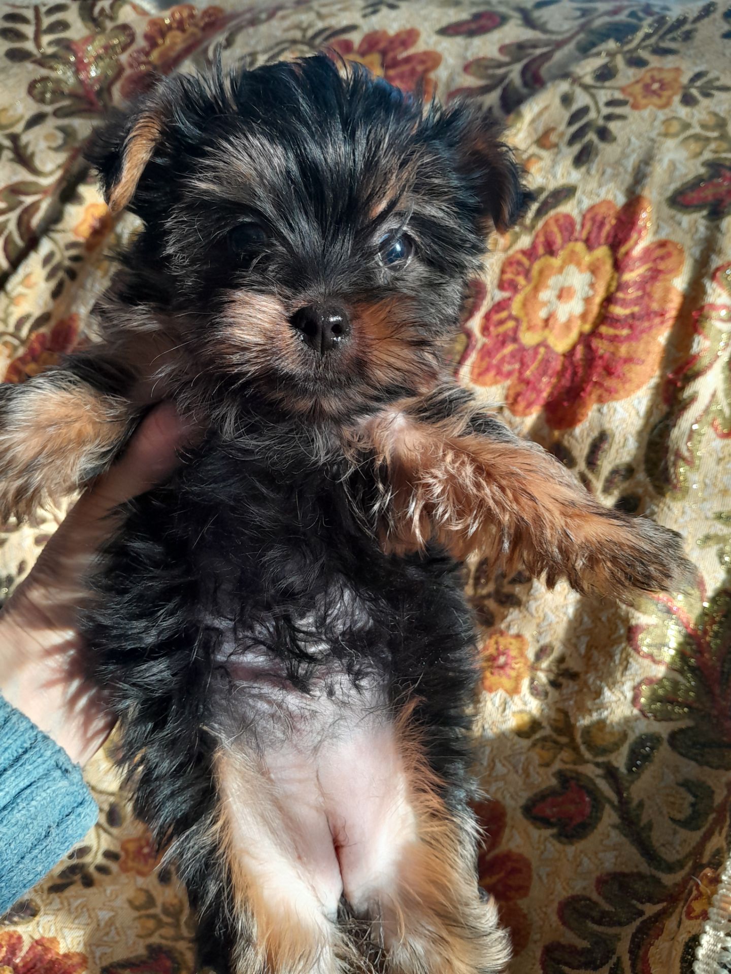 Йорчата девочки