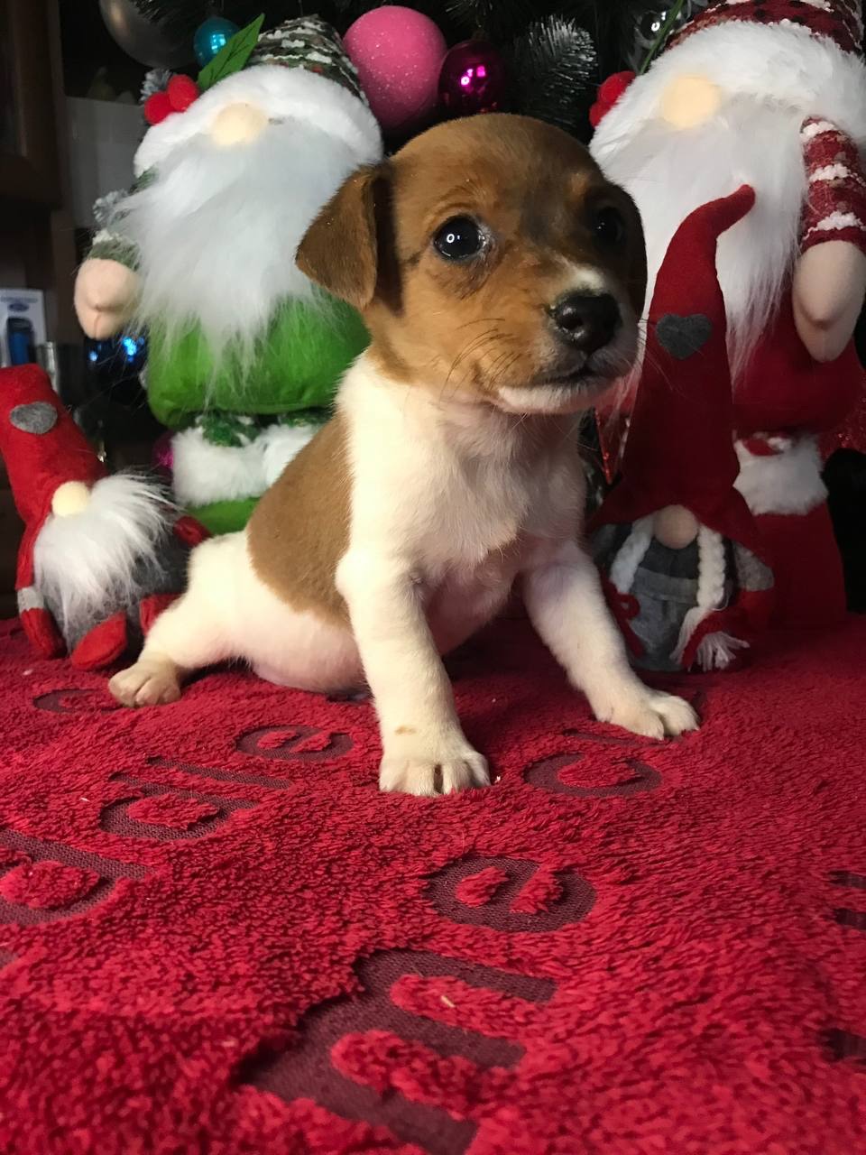 Бронювання Джек расселів