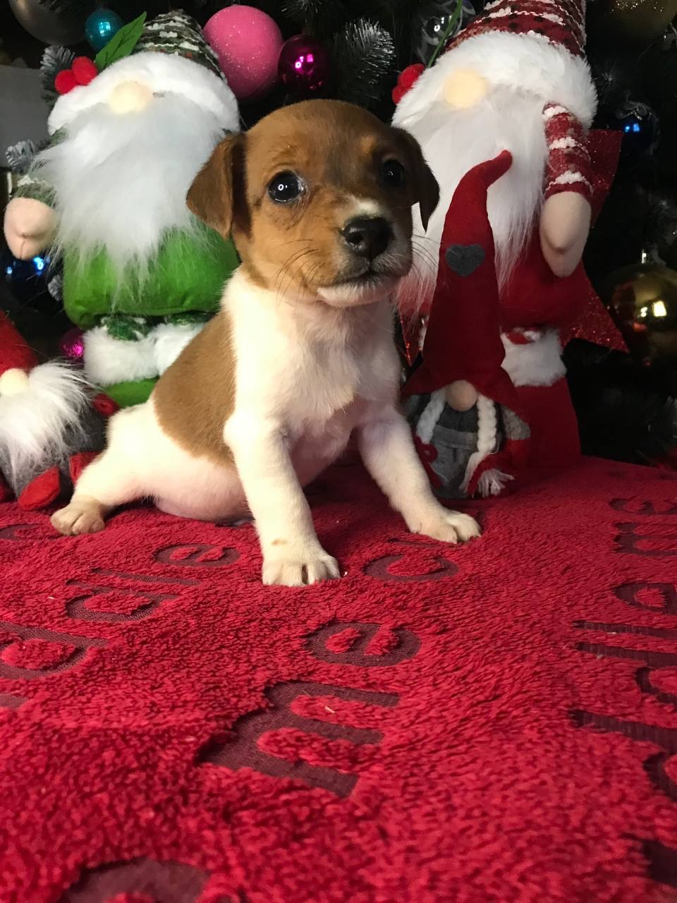 Бронювання Джек расселів