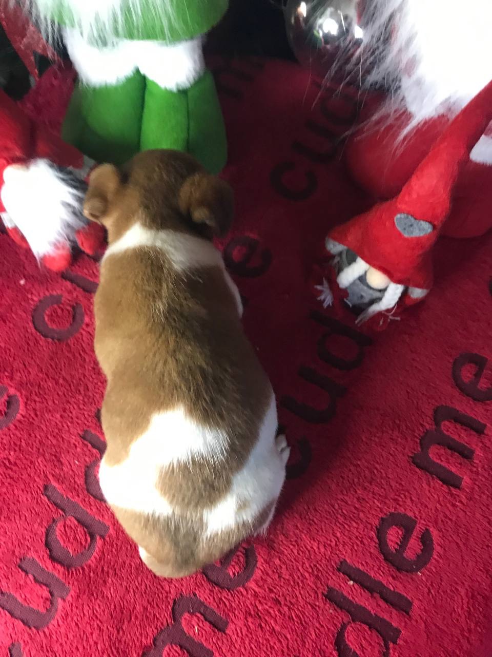 Бронювання Джек расселів