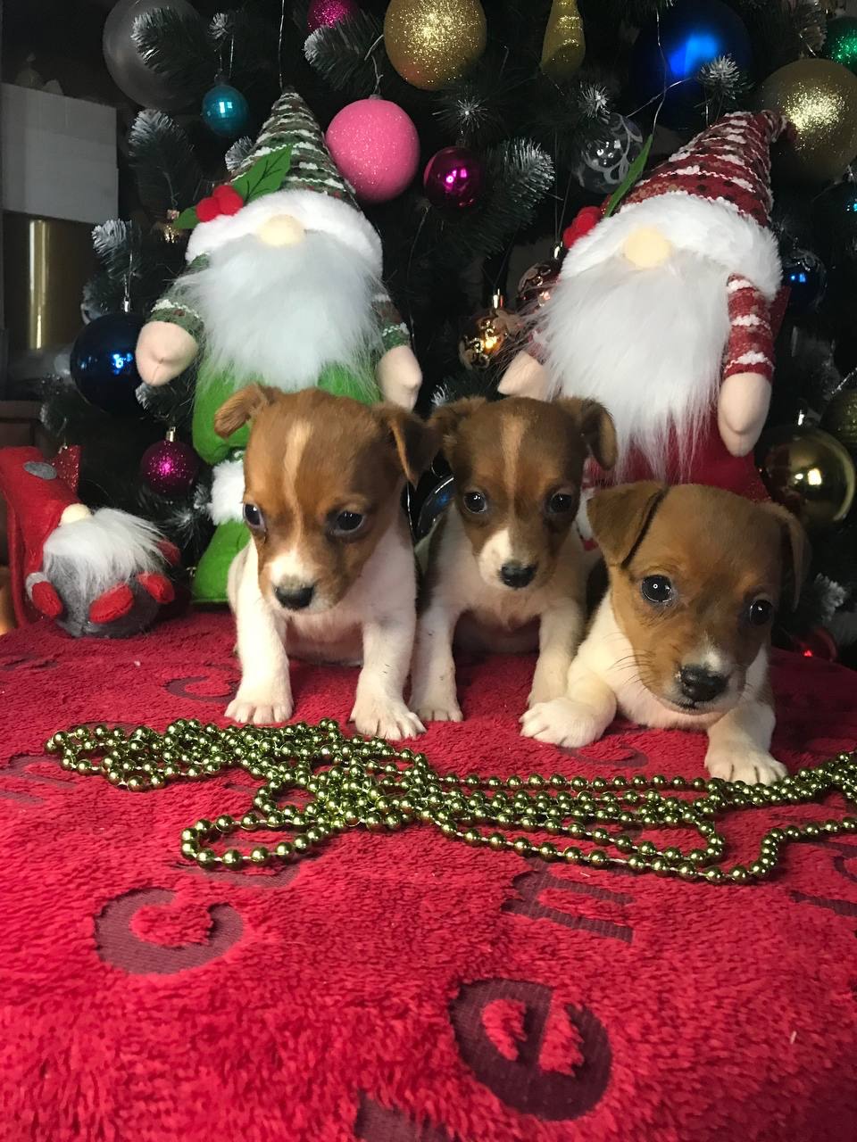 Бронювання Джек расселів