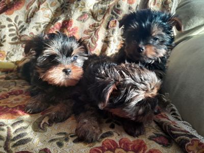 Йорчата девочки