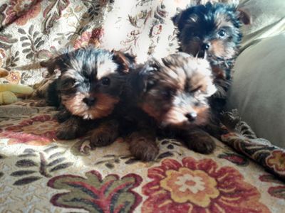 Йорчата девочки