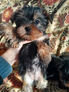 Йорчата девочки