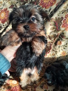 Йорчата девочки