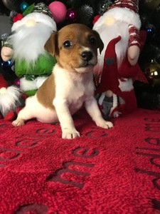 Бронювання Джек расселів