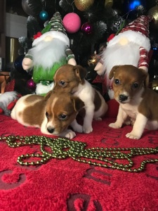 Бронювання Джек расселів