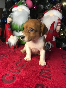 Бронювання Джек расселів