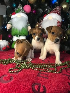 Бронювання Джек расселів