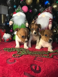 Бронювання Джек расселів