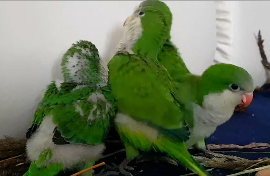 Выкормыши калита- монаха