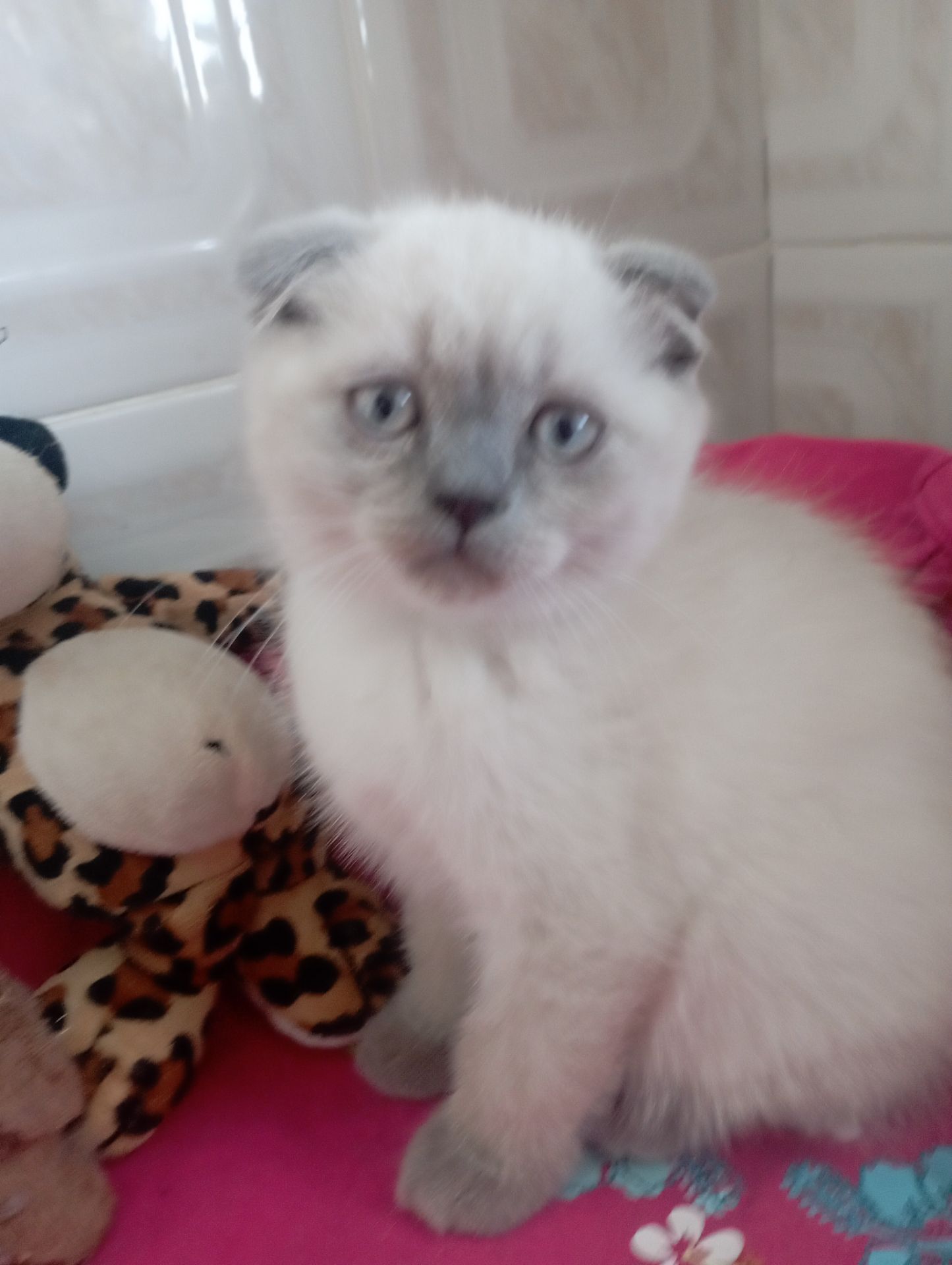 Найгарніші Шотландські Блюпоінт Крупні дітки