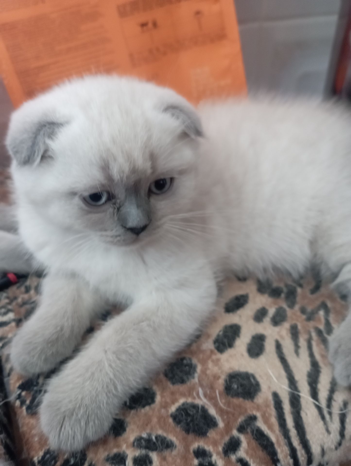 Найгарніші Шотландські Блюпоінт Крупні дітки