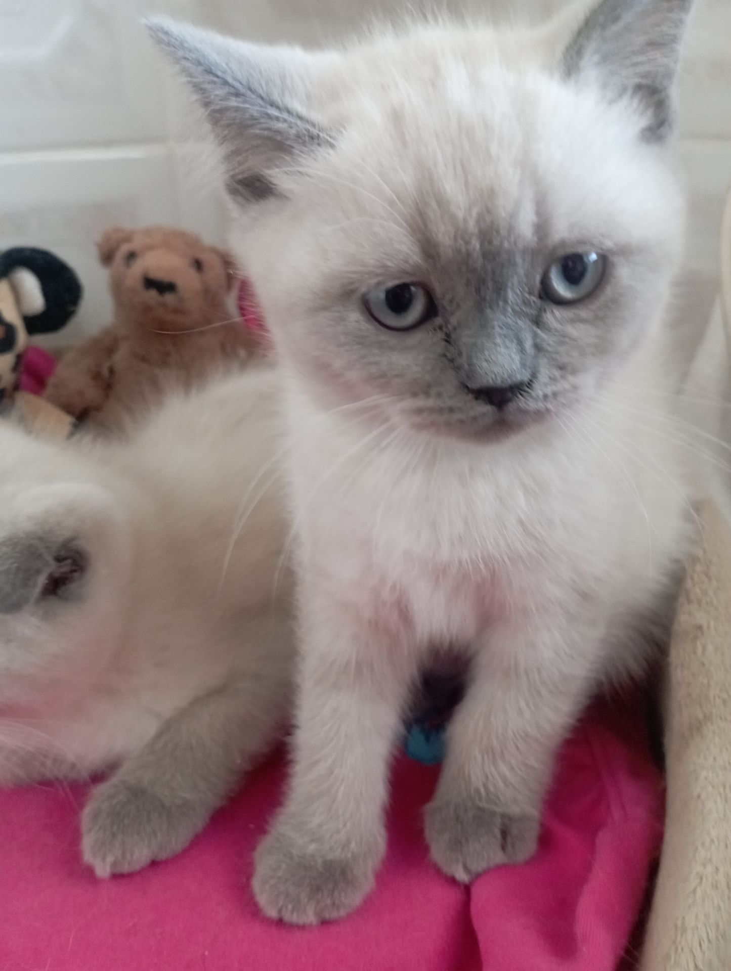 Найгарніші Шотландські Блюпоінт Крупні дітки