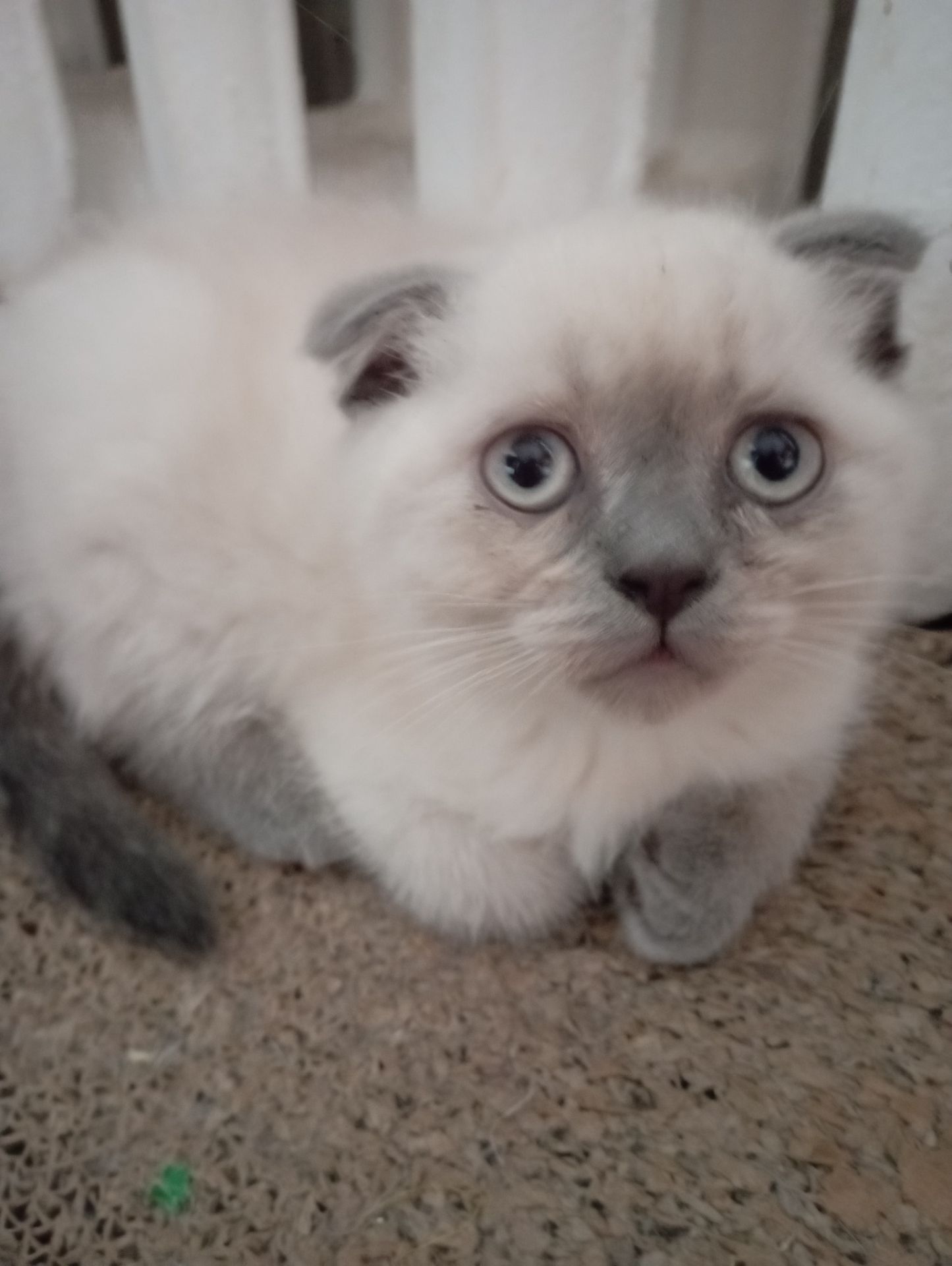 Найгарніші Шотландські Блюпоінт Крупні дітки