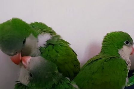 Выкормыши калита- монаха