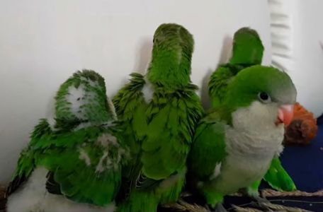 Выкормыши калита- монаха