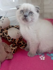 Найгарніші Шотландські Блюпоінт Крупні дітки