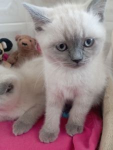 Найгарніші Шотландські Блюпоінт Крупні дітки