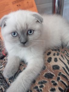 Найгарніші Шотландські Блюпоінт Крупні дітки