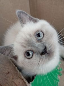 Найгарніші Шотландські Блюпоінт Крупні дітки