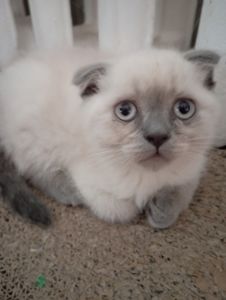 Найгарніші Шотландські Блюпоінт Крупні дітки