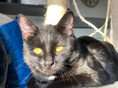 Саймон чекає на родину