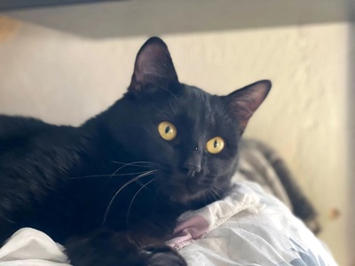 Саймон чекає на родину