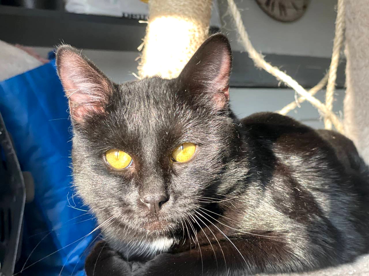 Саймон чекає на родину