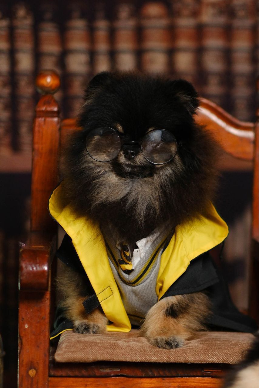 Мальчик померанского шпица