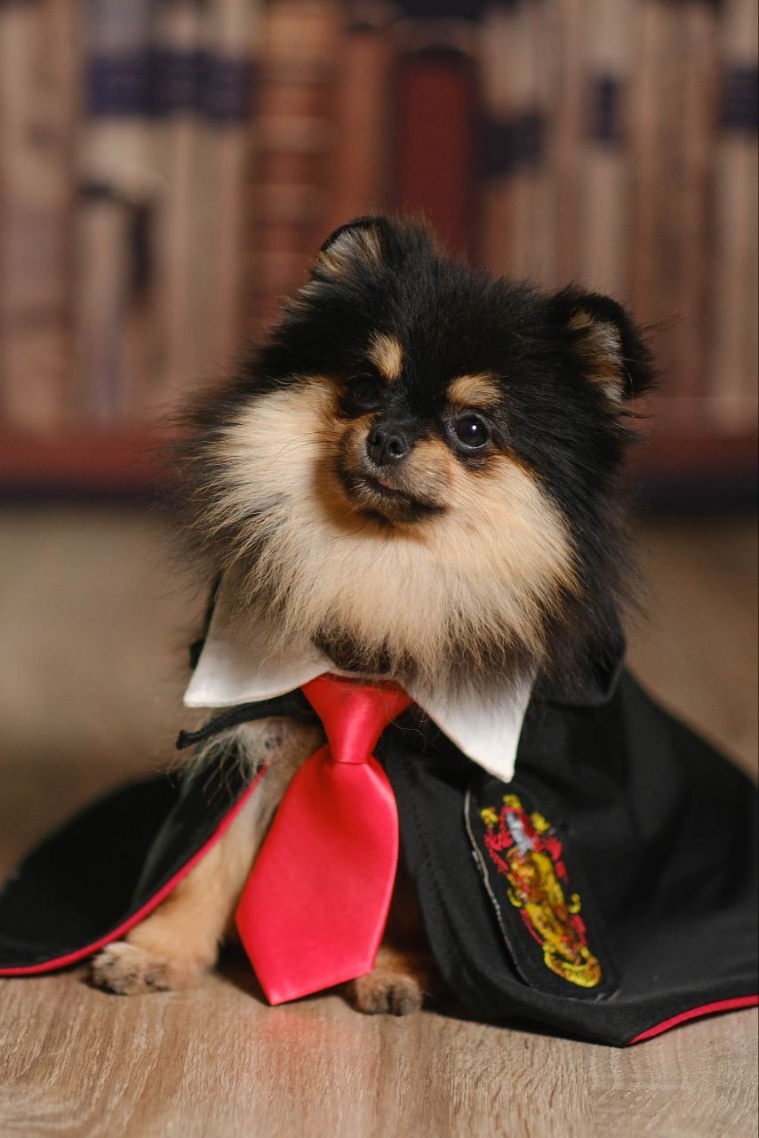 Девочка померанского шпица