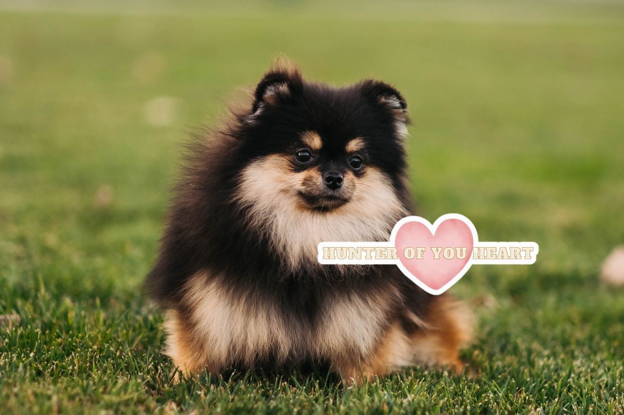 Девочка померанского шпица