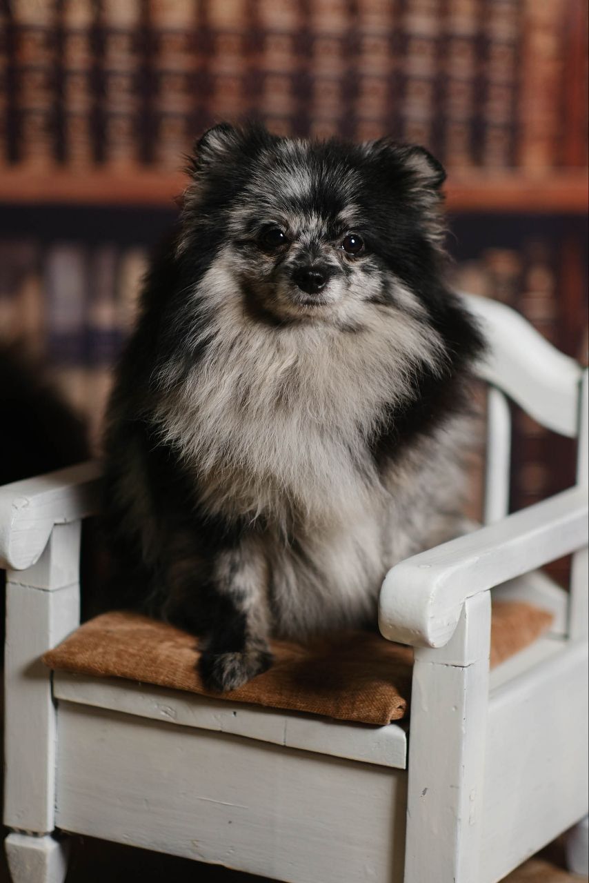 Девочка померанского шпица мерле