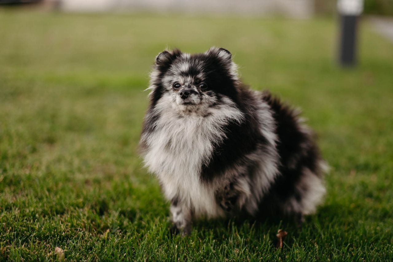 Девочка померанского шпица мерле
