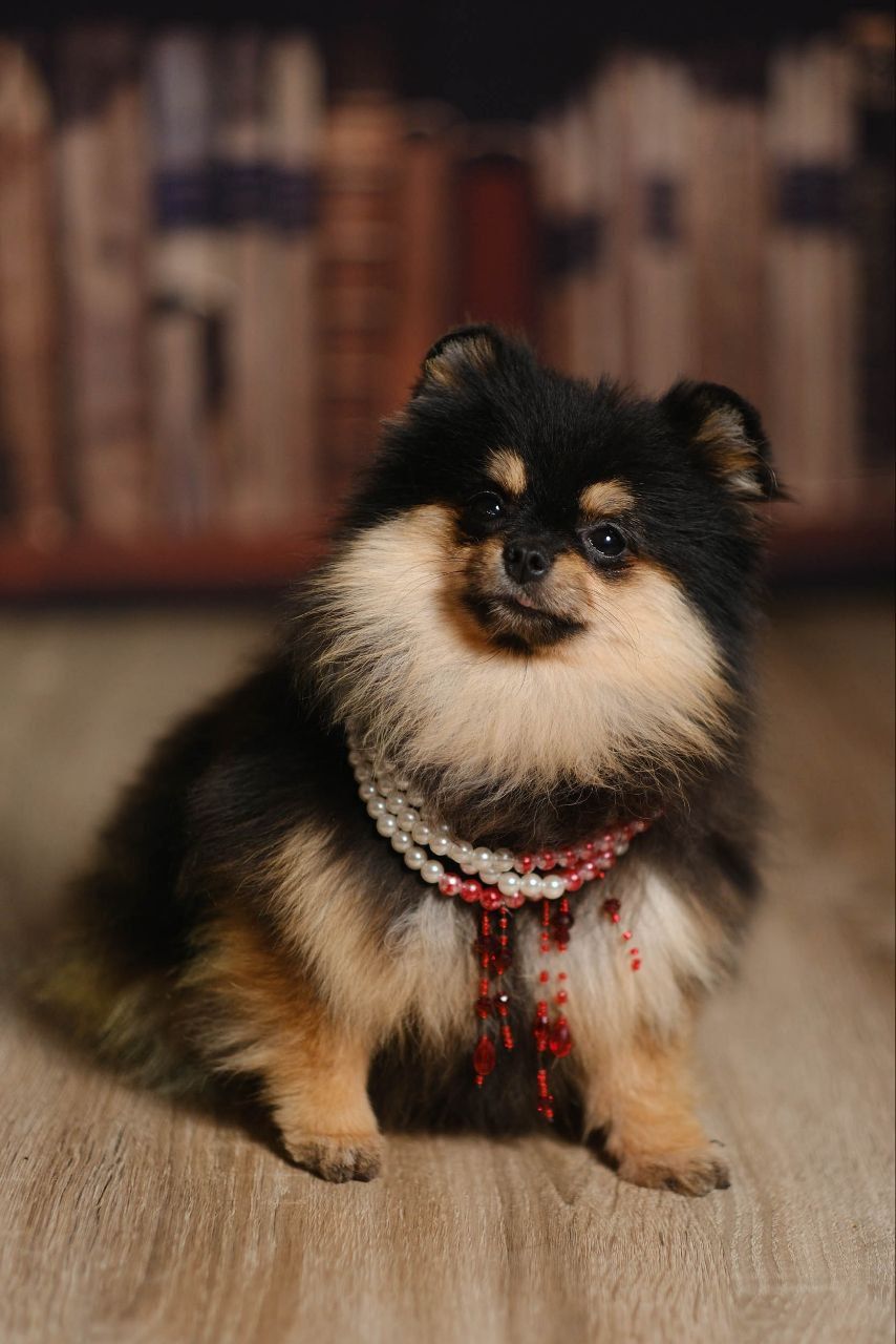 Девочка померанского шпица