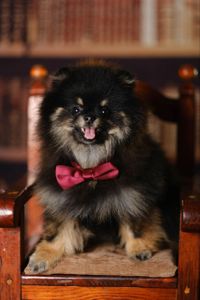 Мальчик померанского шпица