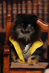 Мальчик померанского шпица