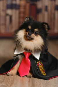 Девочка померанского шпица