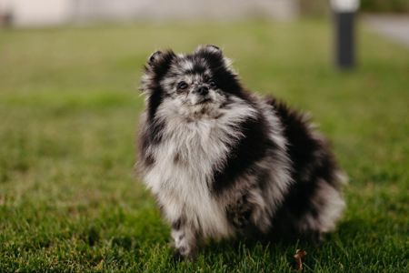 Девочка померанского шпица мерле