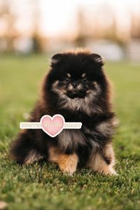 Мальчик померанского шпица