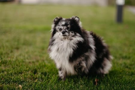 Девочка померанского шпица мерле