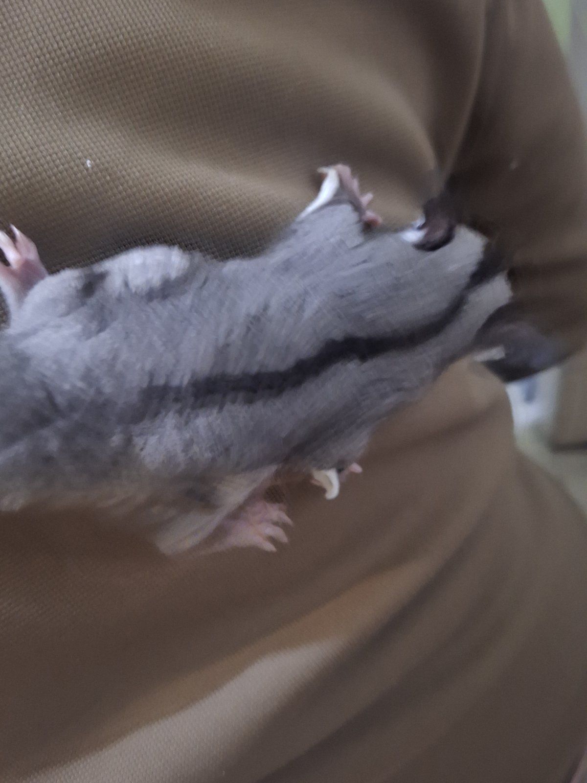 Белки летяги