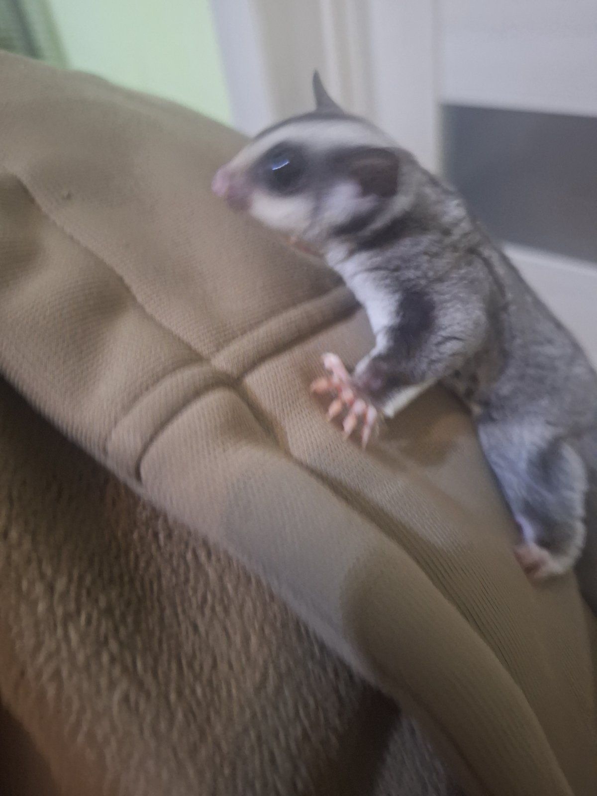 Белки летяги